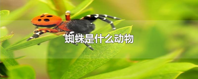 蜘蛛是什么动物