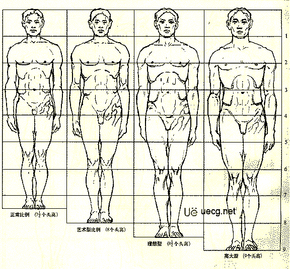 Maya人体造型解剖学基础