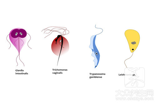 男性滴虫病的治疗