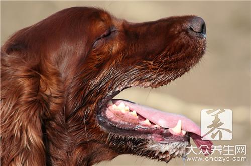 怎么检查有没有狂犬病