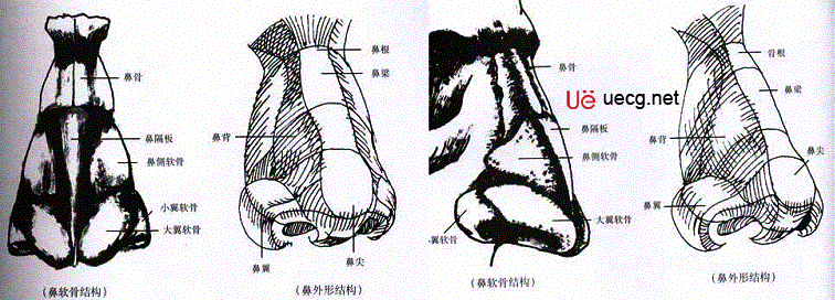 Maya人体造型解剖学基础