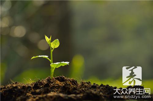 不同的植物和摆在不同的方位的风水讲究