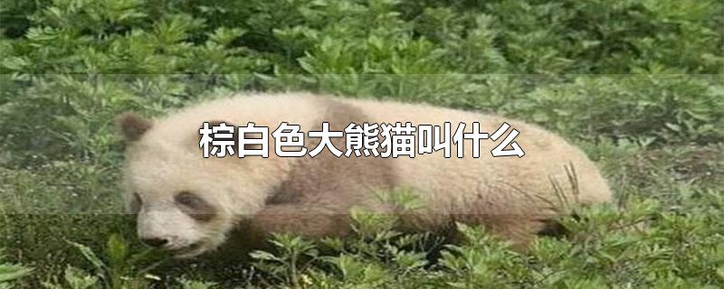 棕白色大熊猫叫什么