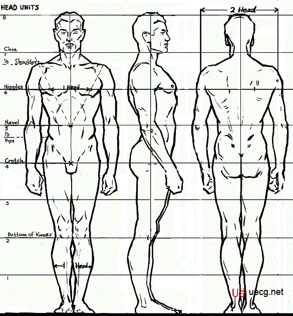 Maya人体造型解剖学基础