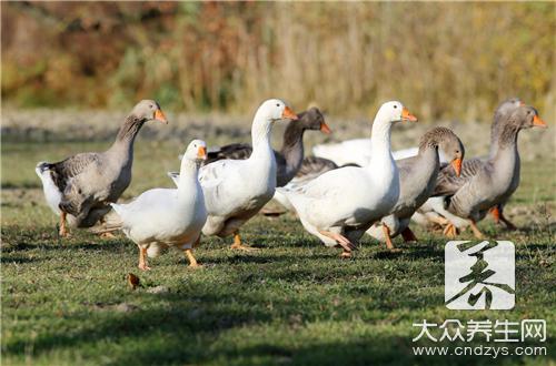 鸭子怎么去毛最简单