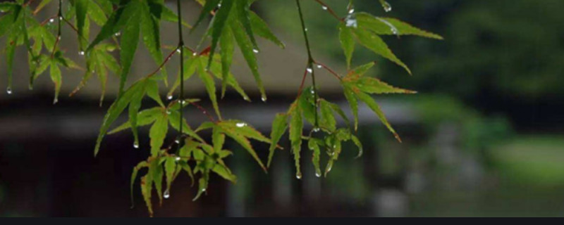 梅雨季节指的是几月