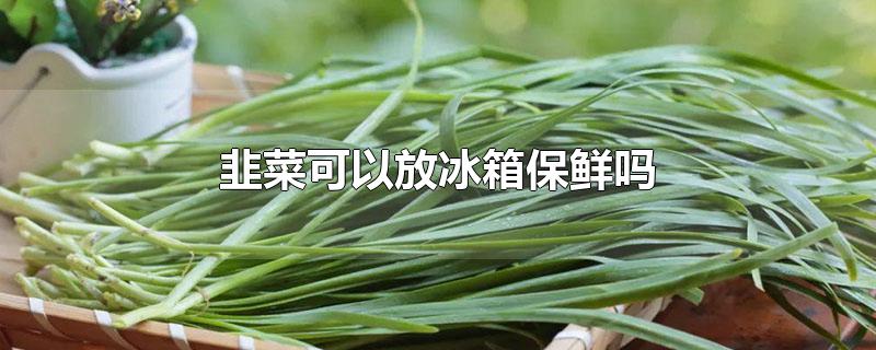 韭菜可以放冰箱保鲜吗