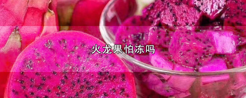 火龙果怕冻吗