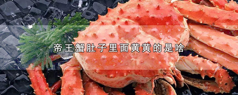 帝王蟹肚子里面黄黄的是啥