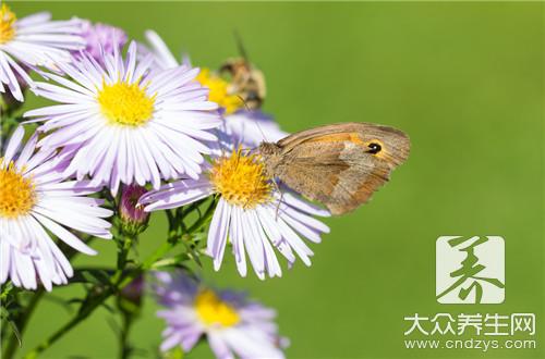 菊花属于凉性吗