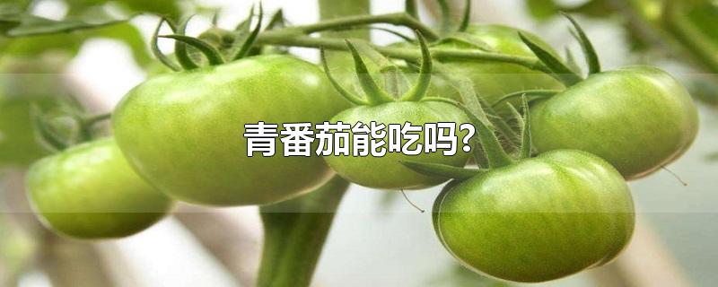 青番茄能吃吗?