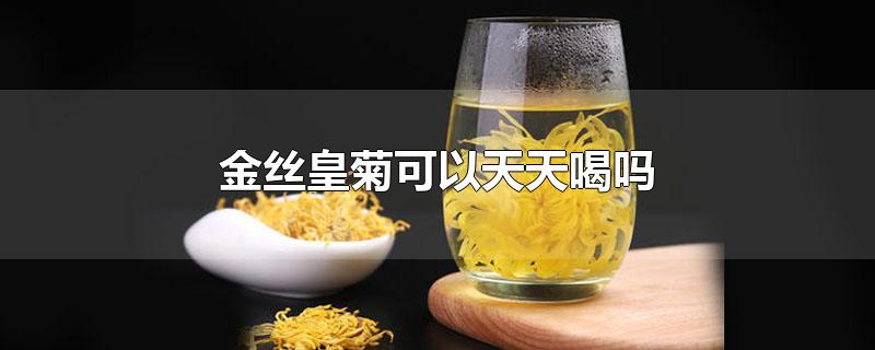 金丝皇菊可以天天喝吗