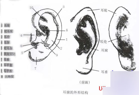 Maya人体造型解剖学基础