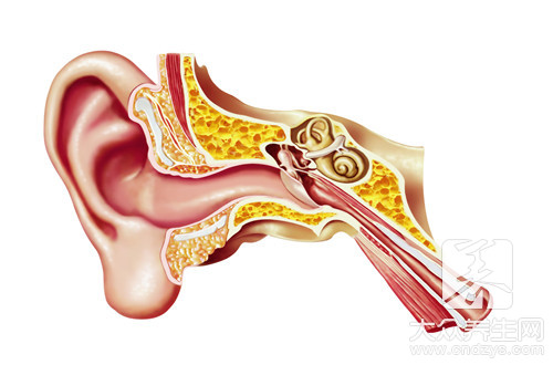 耳朵听不清楚的原因