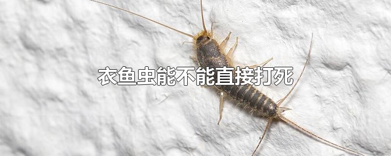 衣鱼虫能不能直接打死