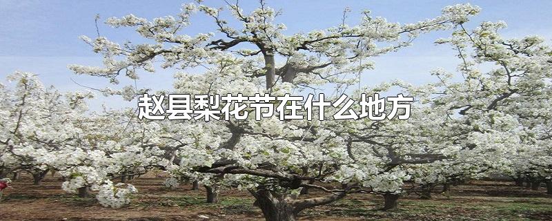 赵县梨花节在什么地方