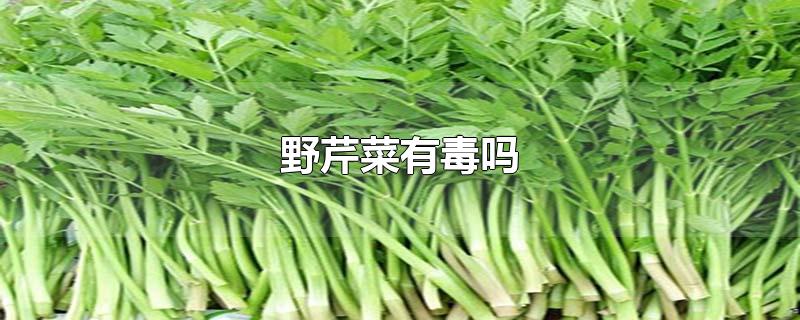 野芹菜有毒吗