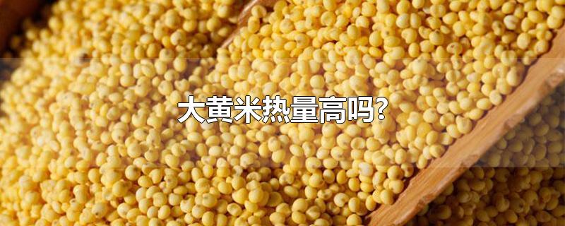 大黄米热量高吗?