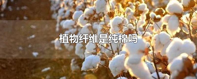 植物纤维是纯棉吗