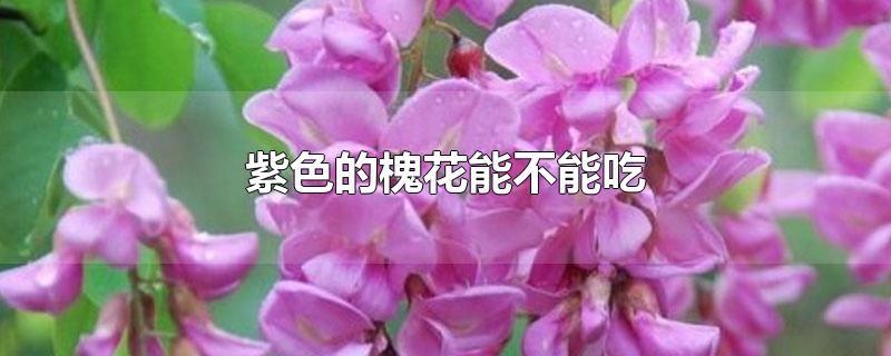 紫色的槐花能不能吃