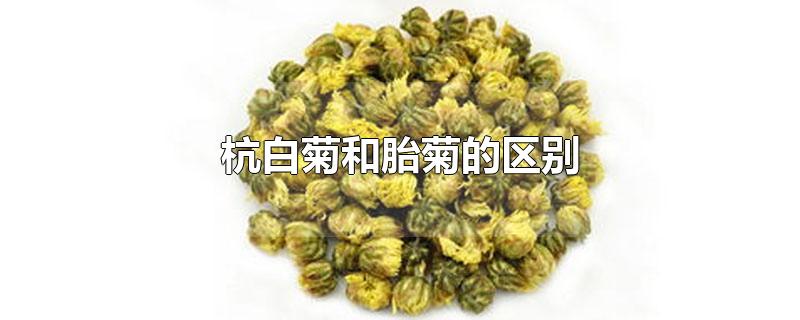 杭白菊和胎菊的区别