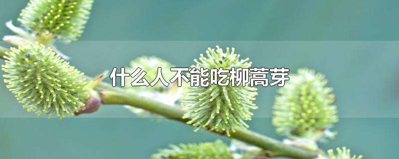 什么人不能吃柳蒿芽