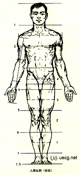 Maya人体造型解剖学基础