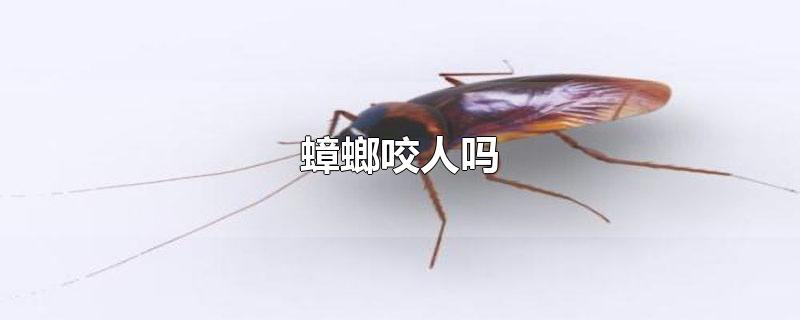 蟑螂咬人吗