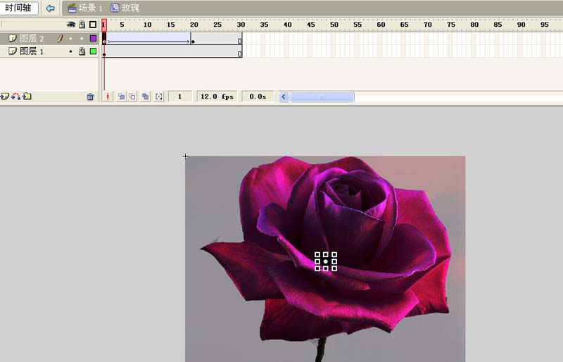 flash怎么制作慢慢绽放的玫瑰花的动画效果?