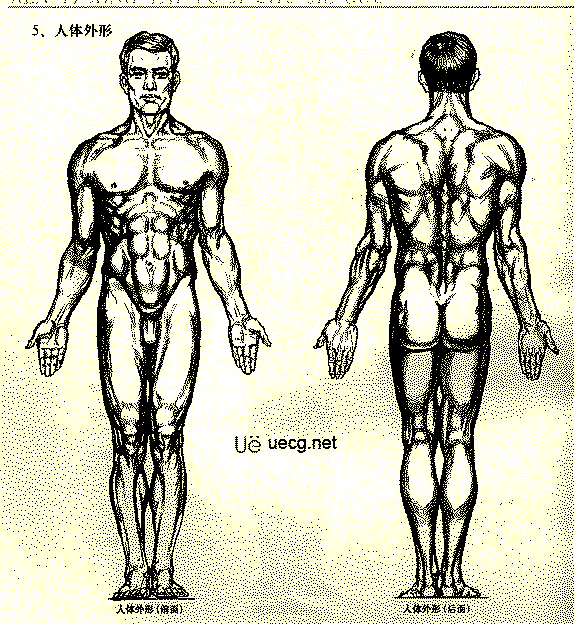 Maya人体造型解剖学基础