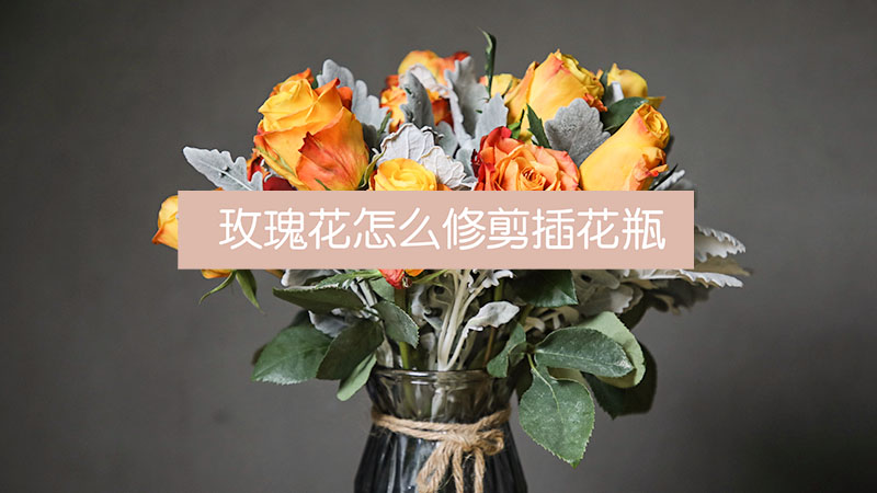 玫瑰花怎么修剪插花瓶