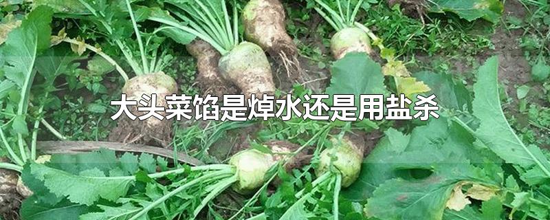 大头菜馅是焯水还是用盐杀