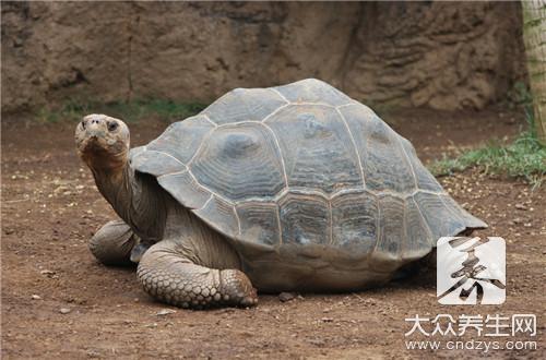 乌龟和风水