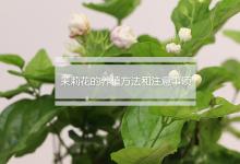 茉莉花的养植方法和注意事项