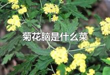 菊花脑是什么菜