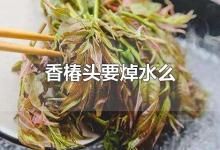 香椿头要焯水么