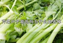 芹菜叶子能吃吗为什么都丢掉