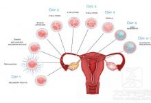 试管卵泡长的慢