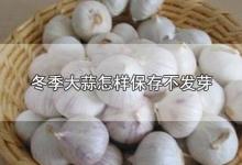 冬季大蒜怎样保存不发芽