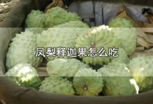 凤梨释迦果怎么吃