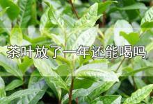 茶叶放了一年还能喝吗