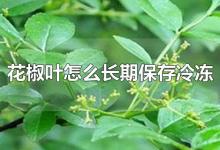 花椒叶怎么长期保存冷冻