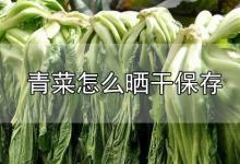 青菜怎么晒干保存