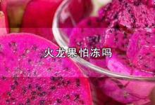 火龙果怕冻吗