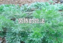 茵陈的吃法