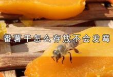 番薯干怎么存放不会发霉