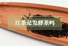 红茶是发酵茶吗