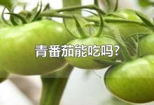 青番茄能吃吗?