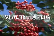 花椒几月份成熟可以摘