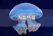 海蜇热量